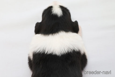 成約済の神奈川県のボーダーコリー-335190の2枚目